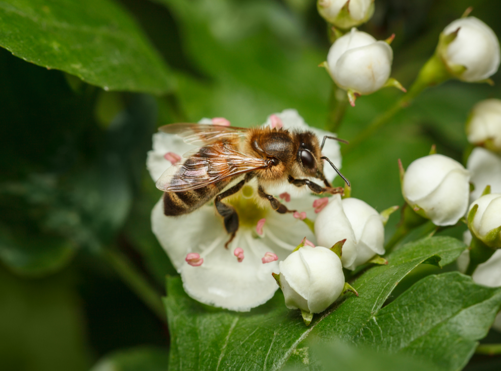 Más abejas, Mejores frutos