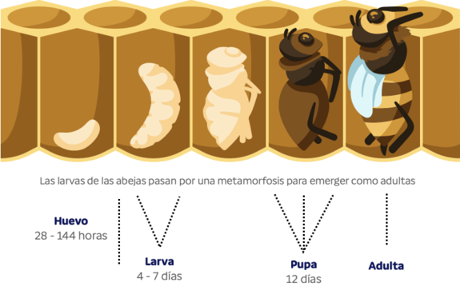 Ciclo de vida de las abejas